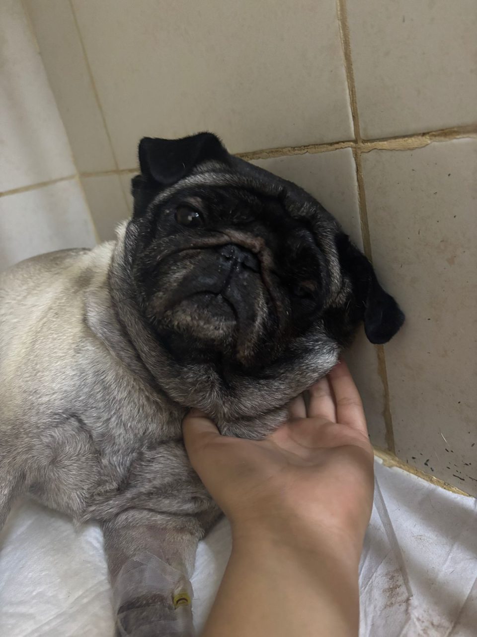 Foto